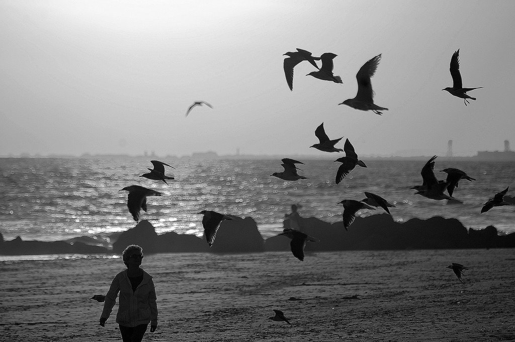 The Birds