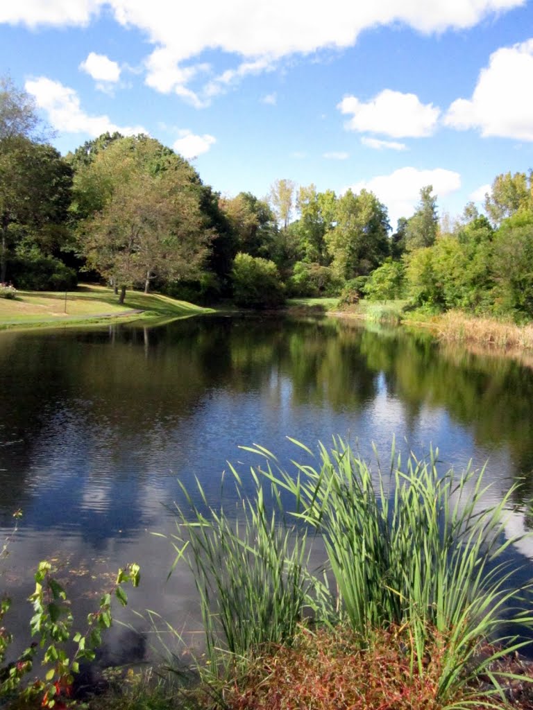 The pond at Latham Town Park
