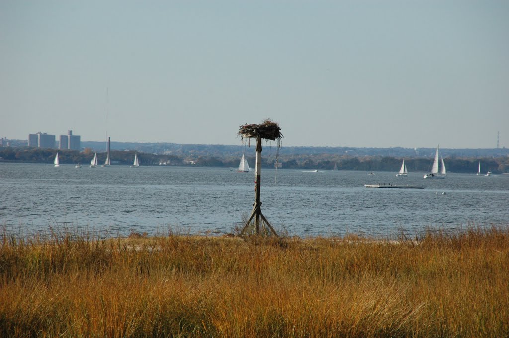 Osprey Nest overlooking Manhasset Bay