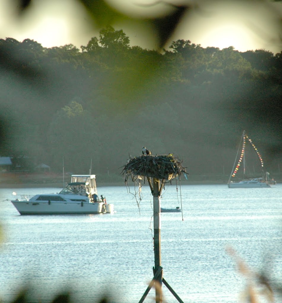 Osprey Nest at Manhasset Bay