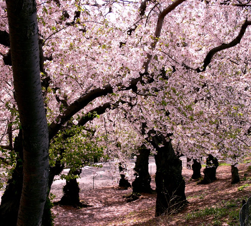 Central Park, NY
