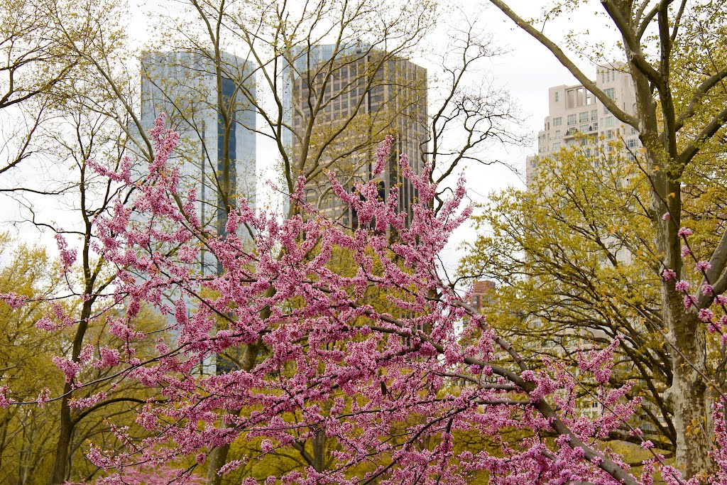Rosaroter Frühling in New York/Pink Spring In New York