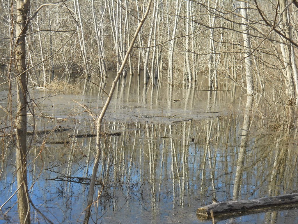 small swampy pond near the quary
