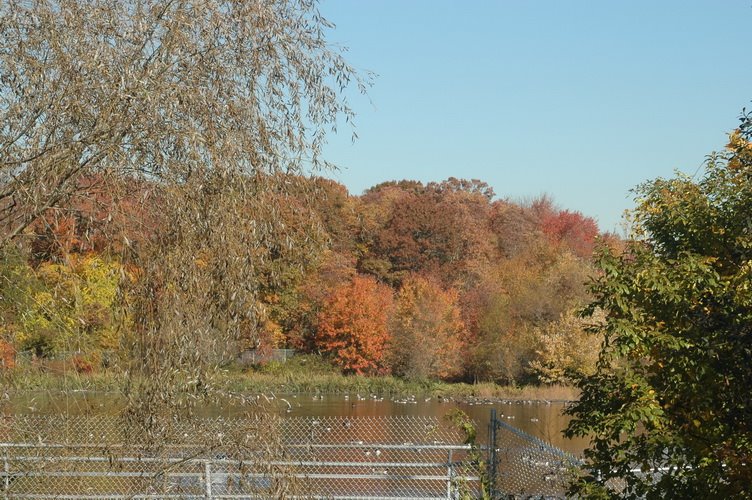 Massapequa State Park- duck pond