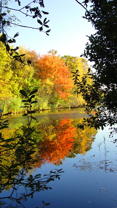 Fall  in Tackapausha Preserve 2009