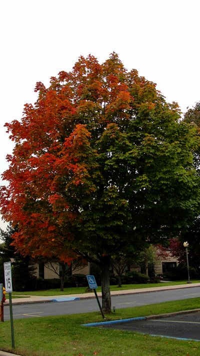 Fall 2009