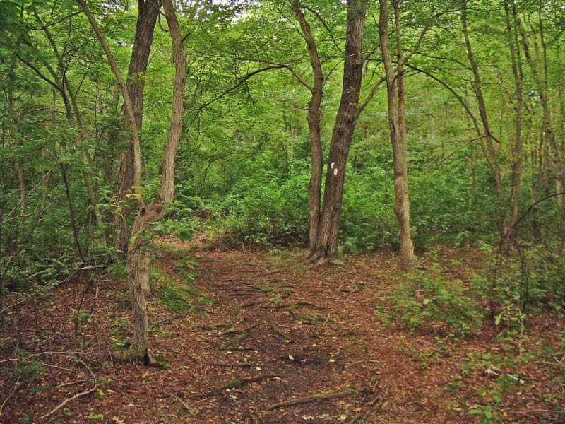 Massapequa Preserve