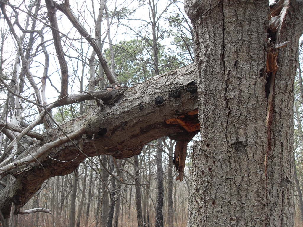 massapequa preserve