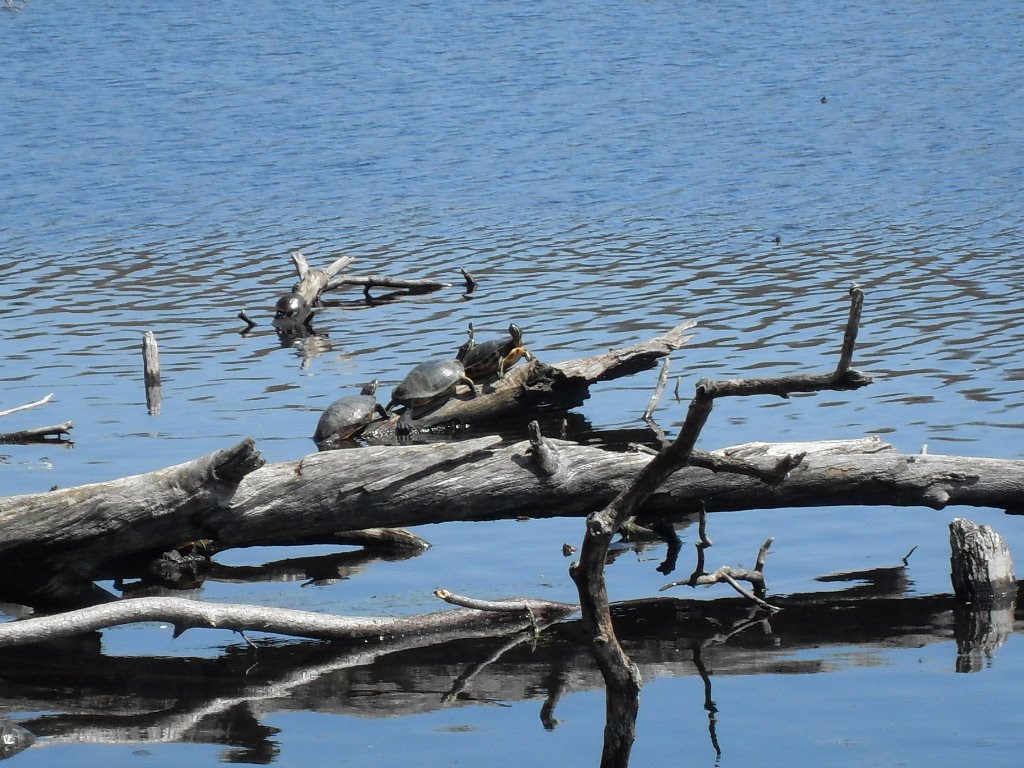 massapequa preserve