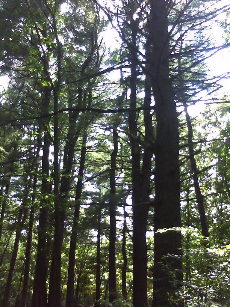tall trees
