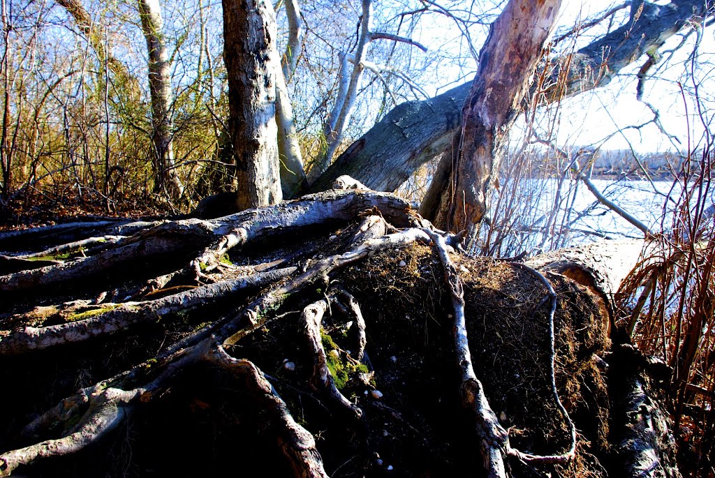 The Roots Of The Tree
