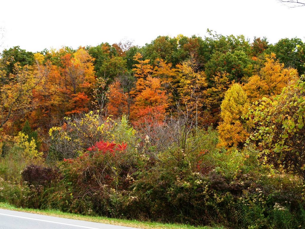 Central New York shows off her fall colors 10.14.010