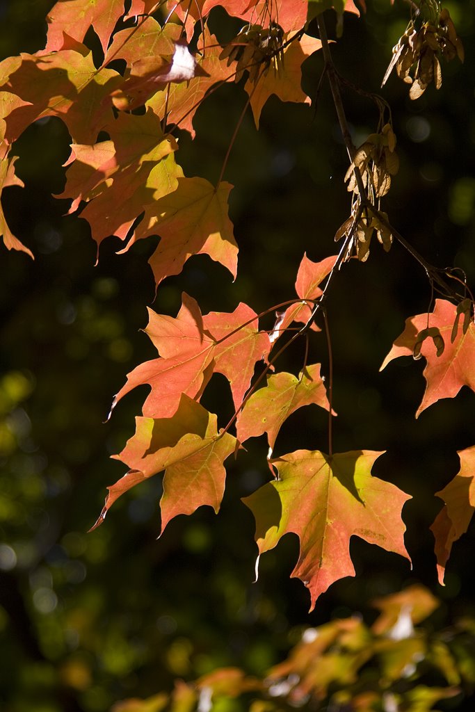 Autumn color