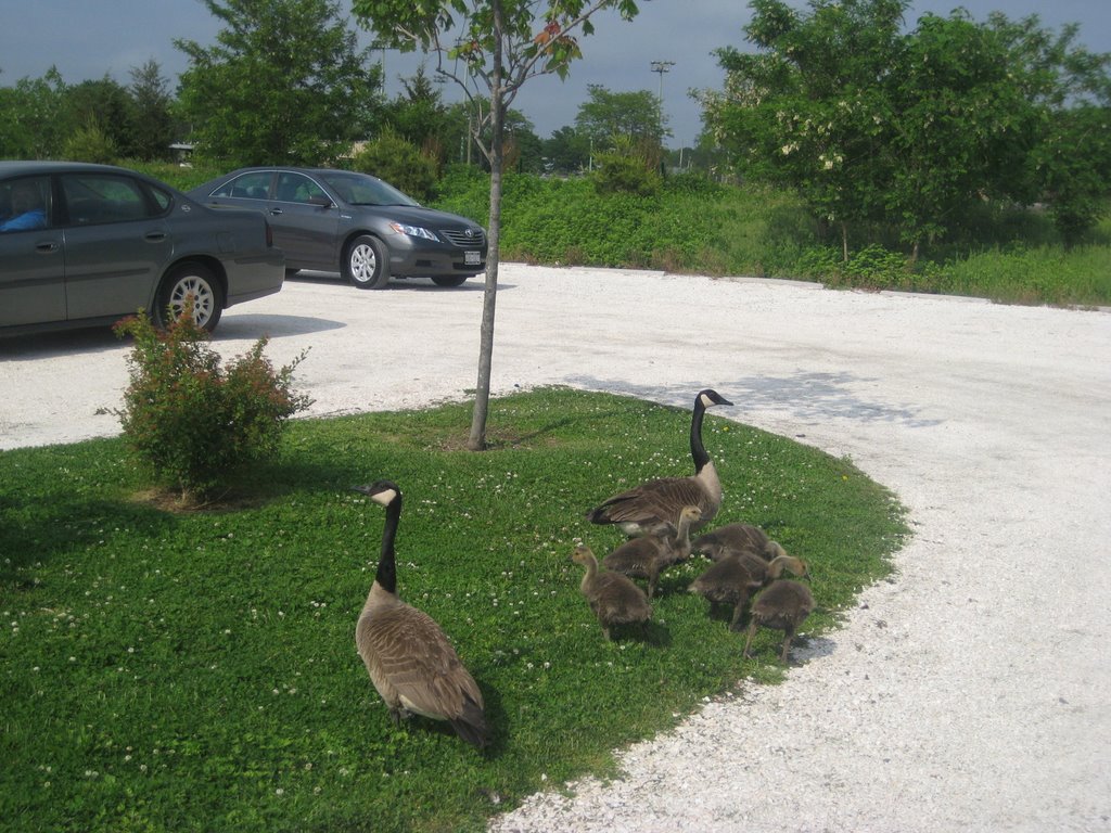 Merrick Road Park - entrance parking lot