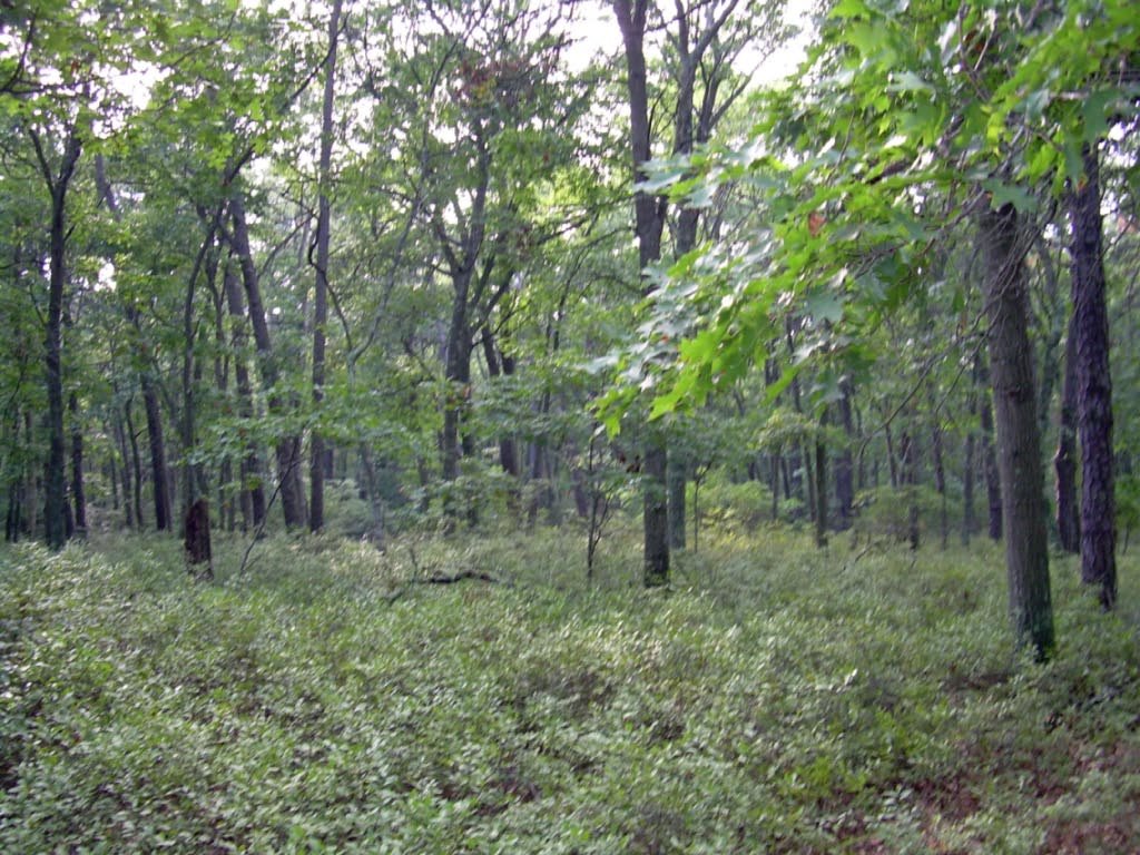 Southaven County Park