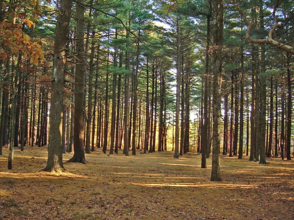Southaven County Park