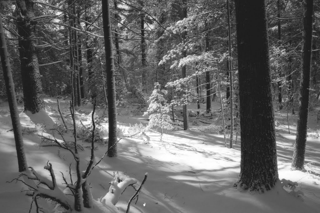 Snowlight - Cathedral Pines