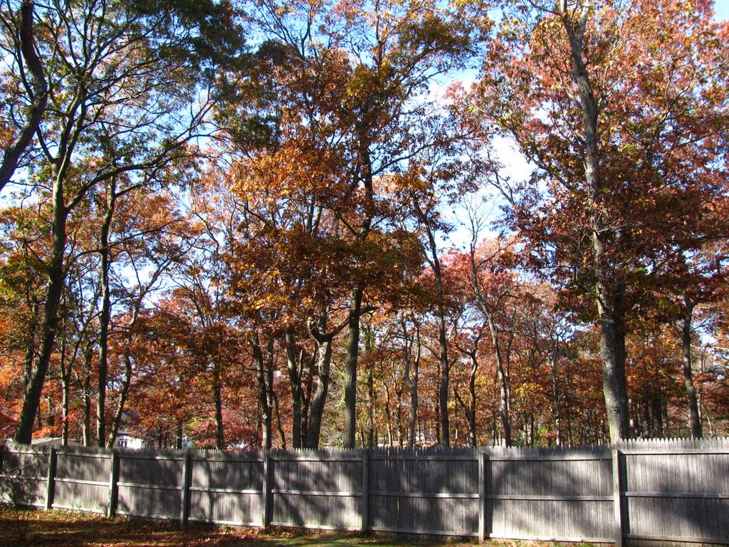 Fall Foiliage