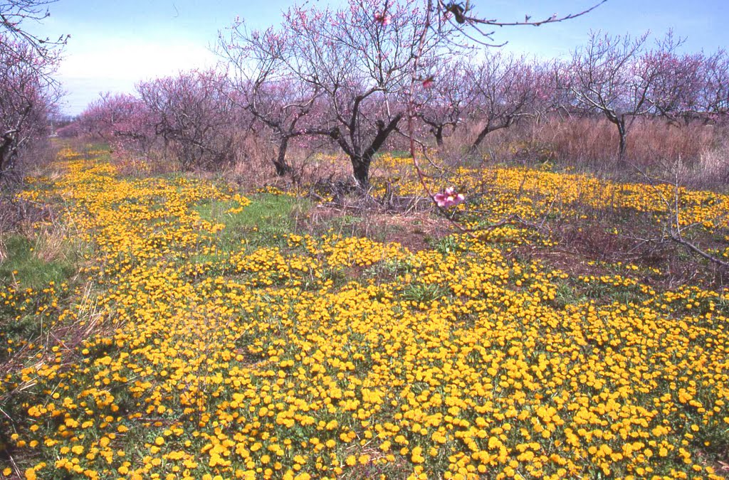 Mt Sinai, NY - Davis Peach Farm before the condos