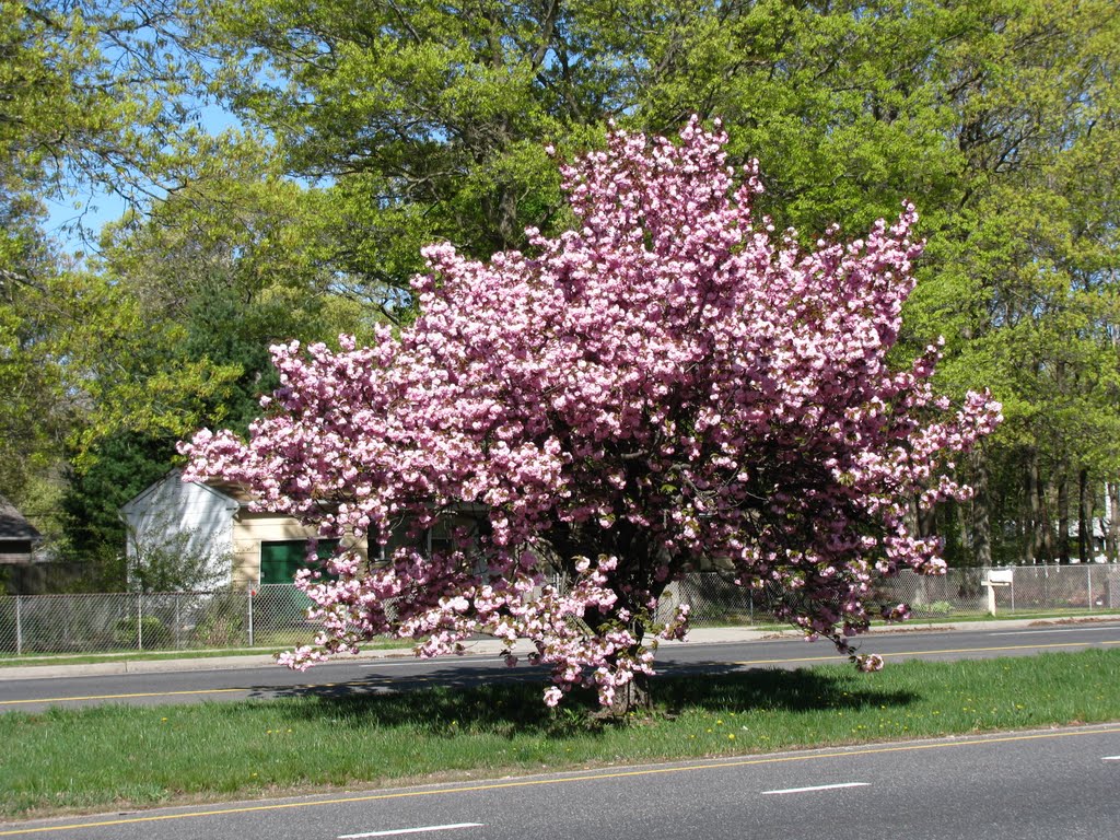Spring in East Yaphank