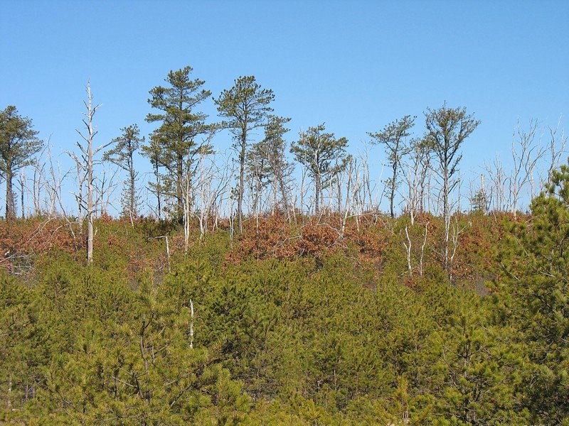 Rocky Point Preserve burn area