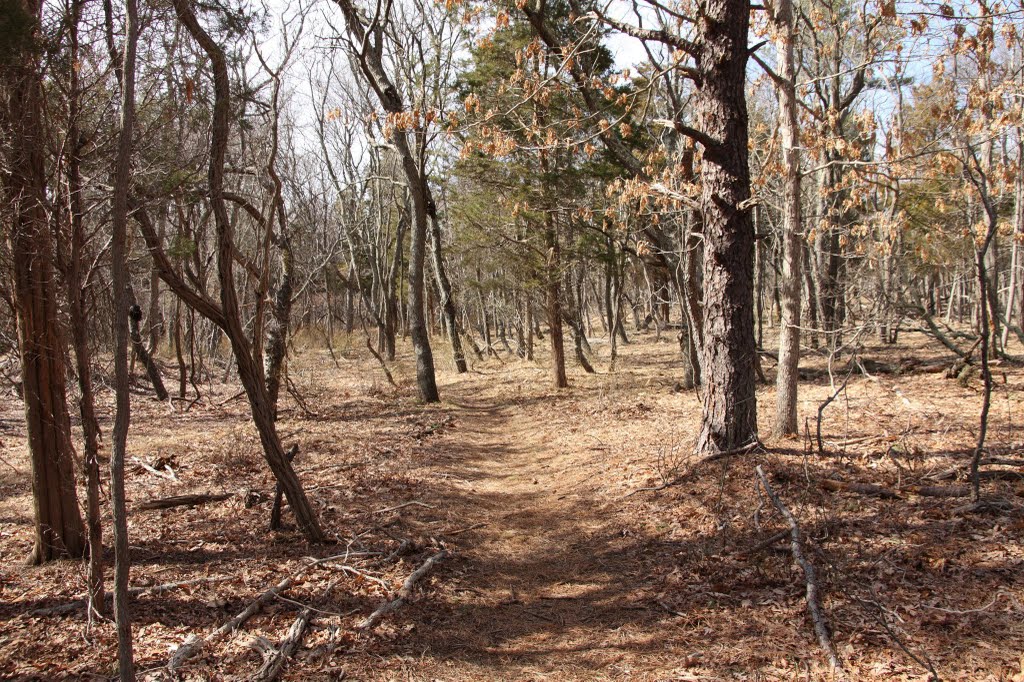 Rocky point Pine Barrens
