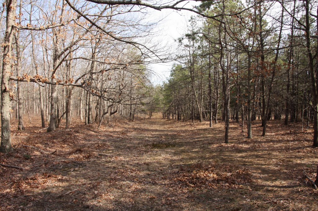 Rocky point Pine Barrens