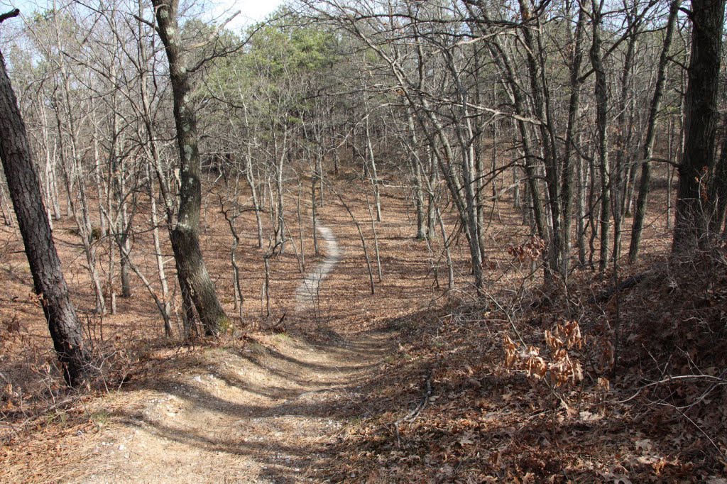 Rocky point Pine Barrens