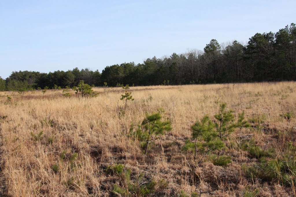 Rocky point Pine Barrens