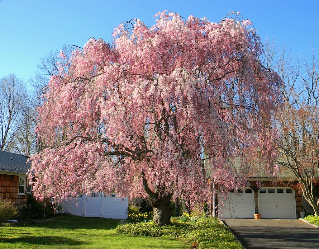 Weeping Cherry Tree at Woodland Road & View Drive - Miller Place, NY