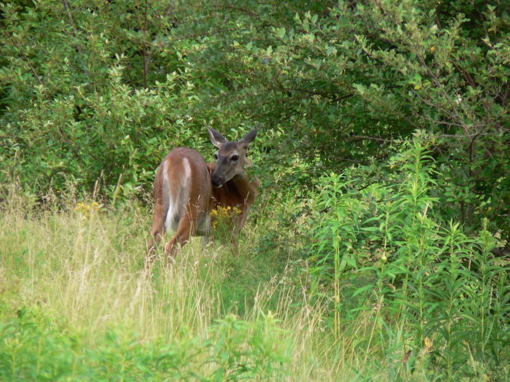 Deer