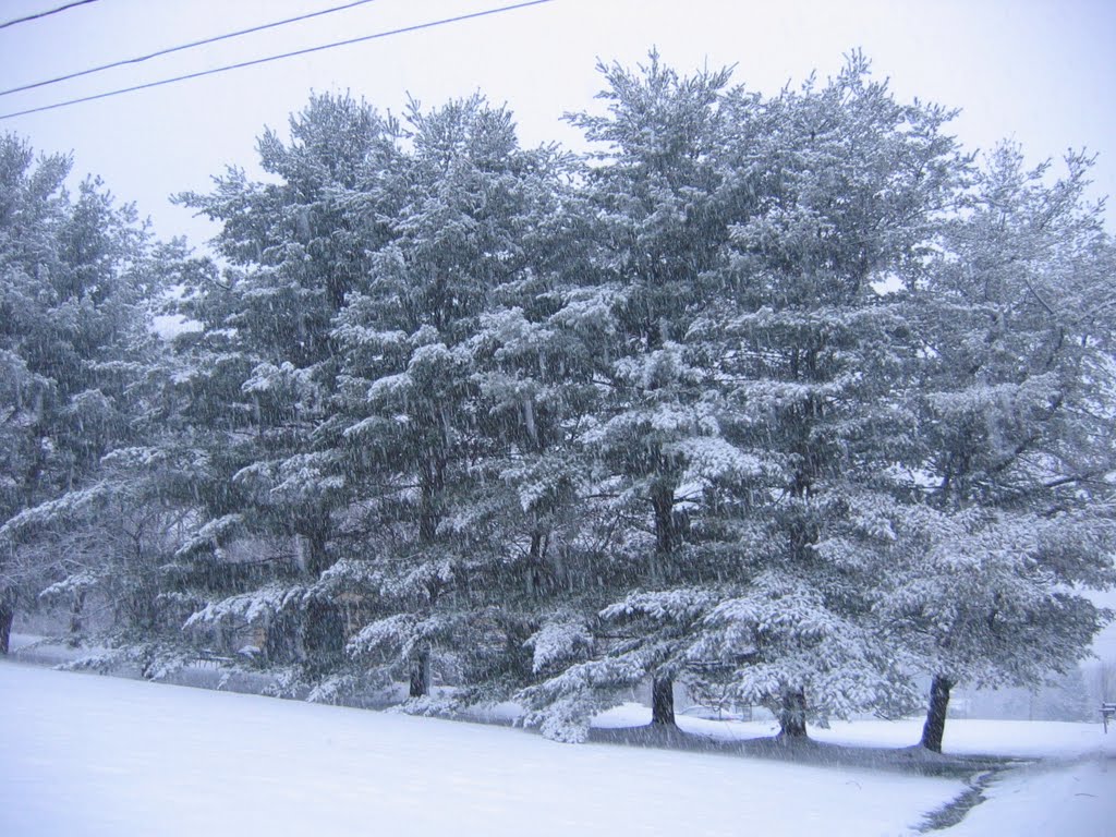 Pine Trees Separate the Properties