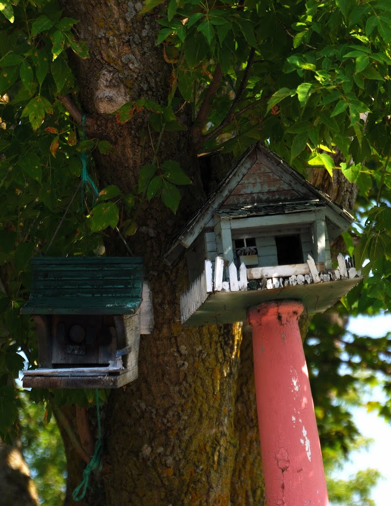 ... Bird House