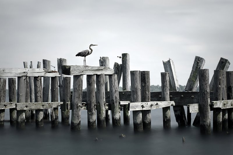 Great Blue Heron