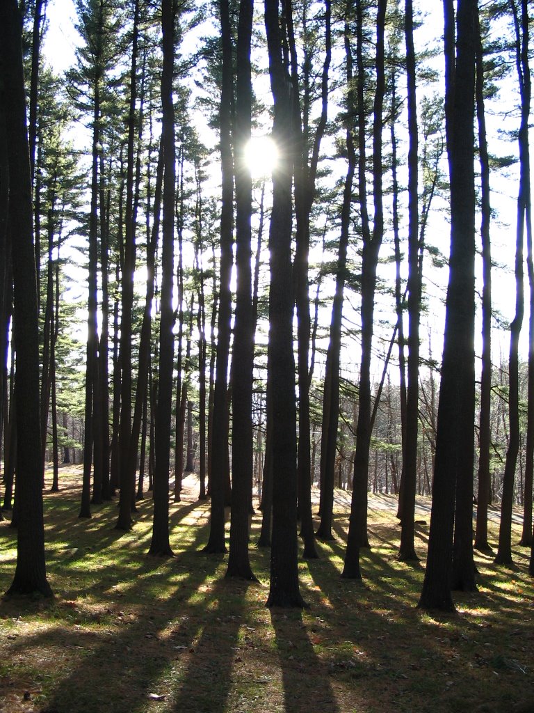 Wilbur Park