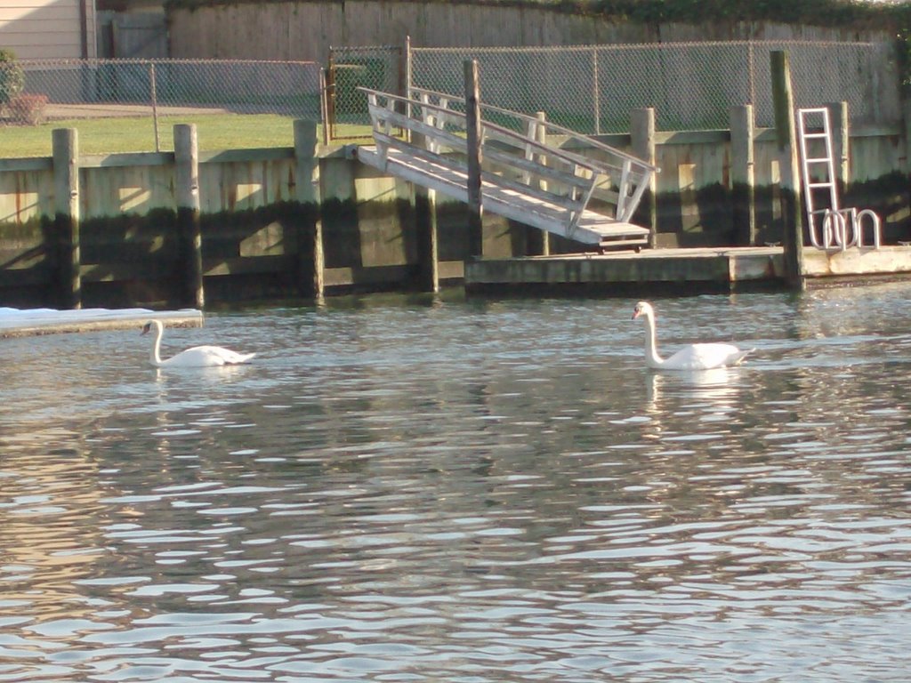swans in the canal