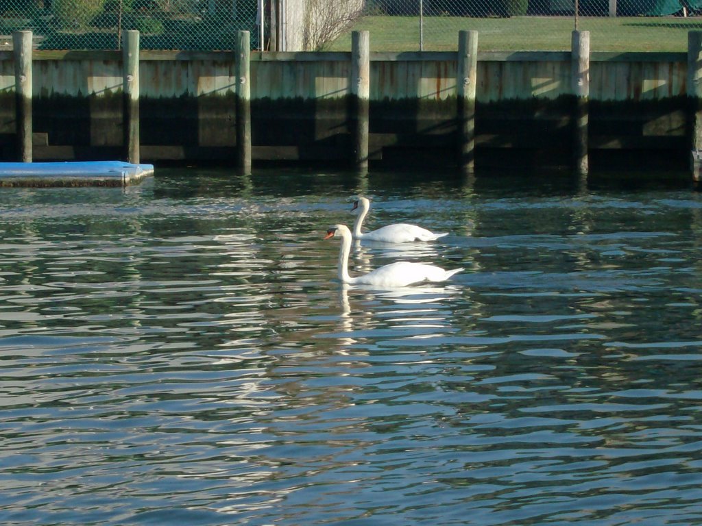 swans in the canal