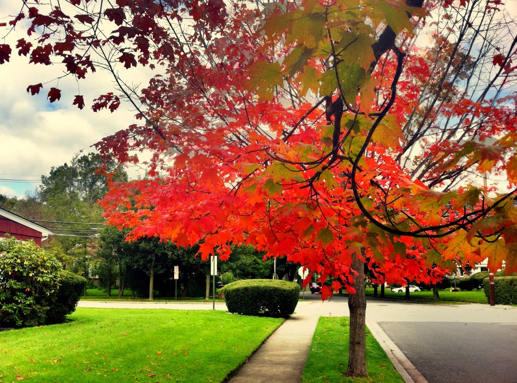 Autumn in Rockville Center, LI