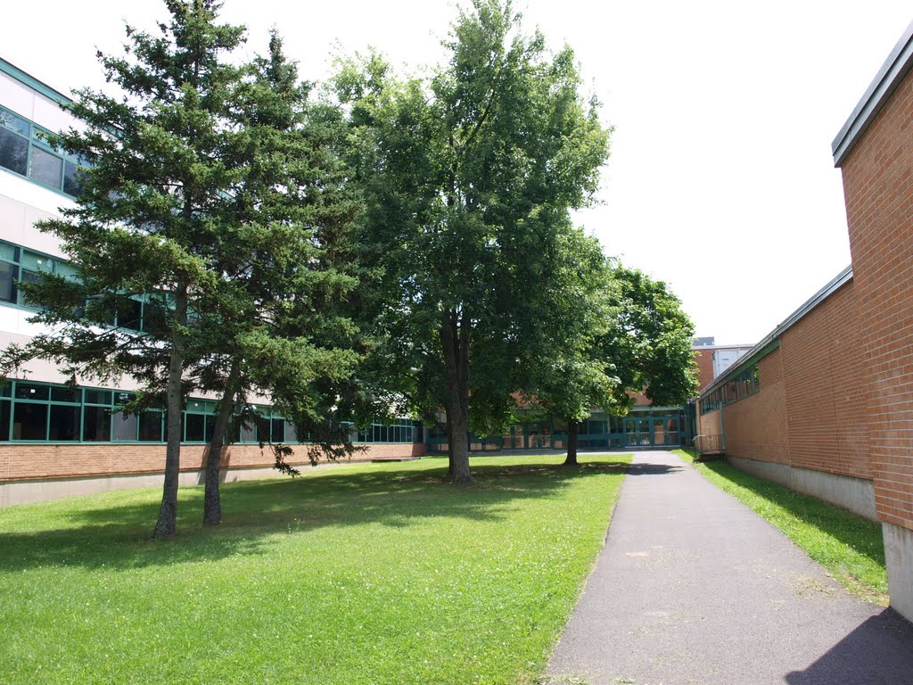Four Trees Surrounded by School