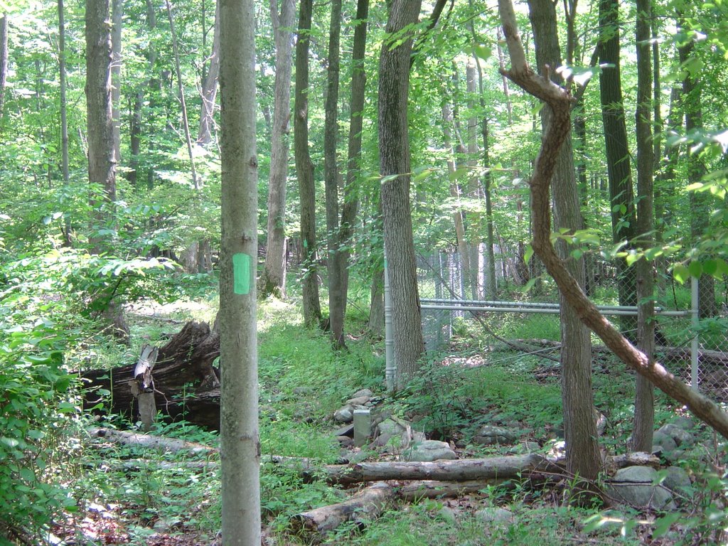 Long Path fence in woods