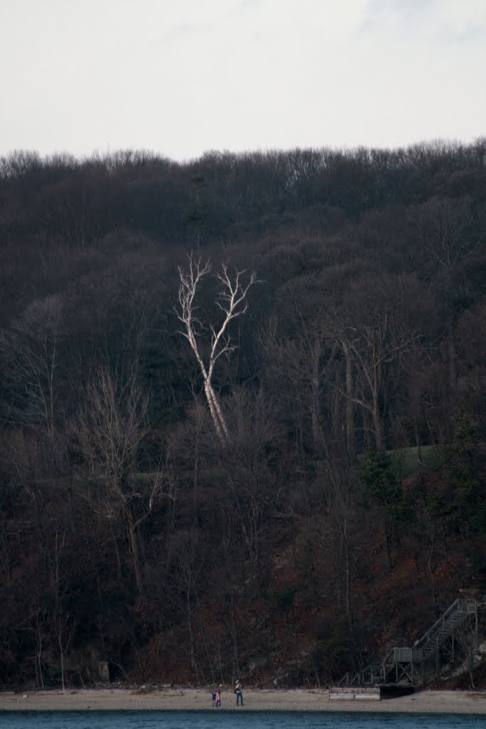 White Birch amongst winter Grey on Long Island