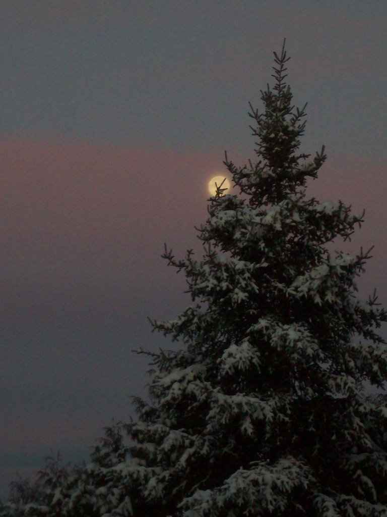 Moonlit Tree