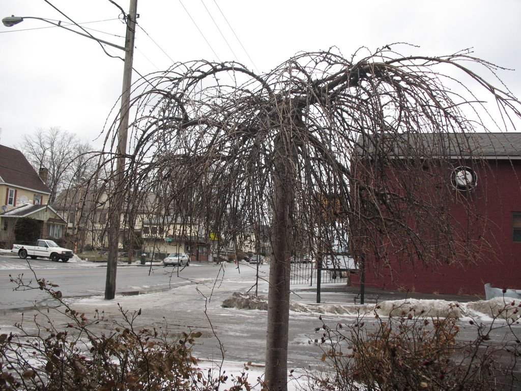 Droopy Tree