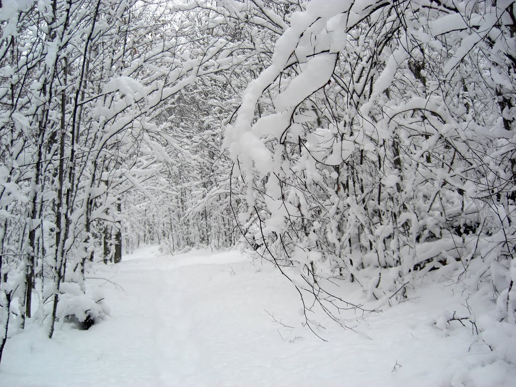 Dewey Mt ski trail, dec 6, 2010.