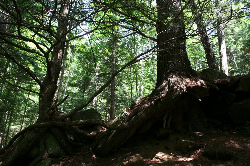 Trees