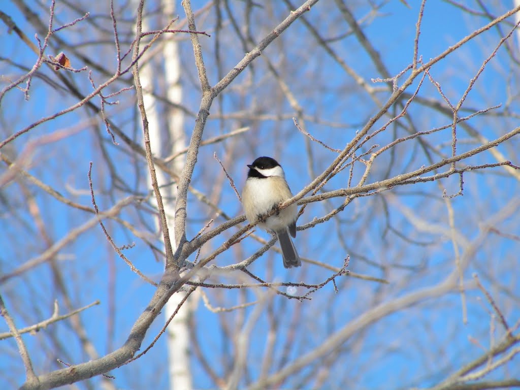 Black-capped chickadee, Saranac Lake HS, feb 10, 2006 -18F, 830am