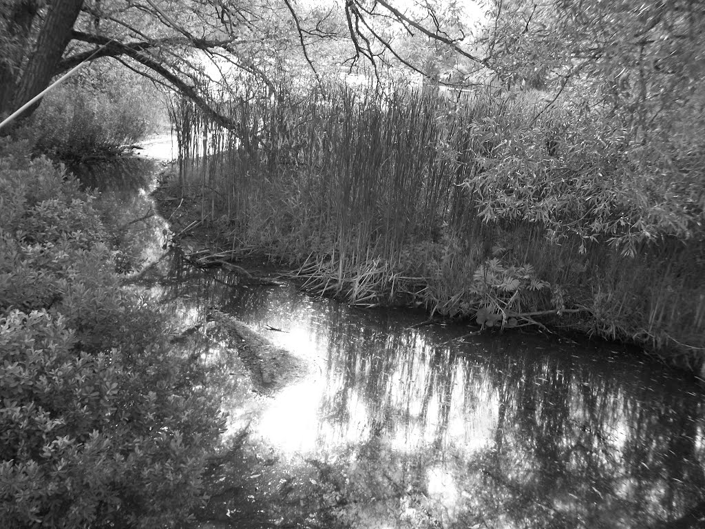 Water Reflection