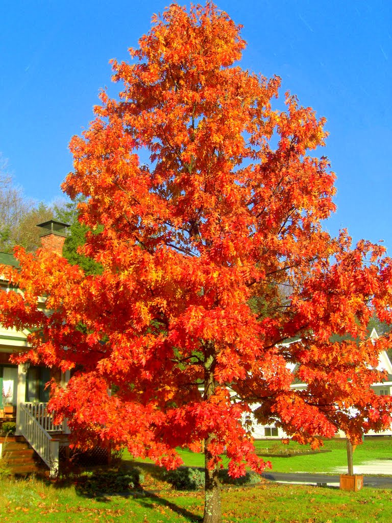 Maple tree, our street, Saranac Lake, oct 20, 2012