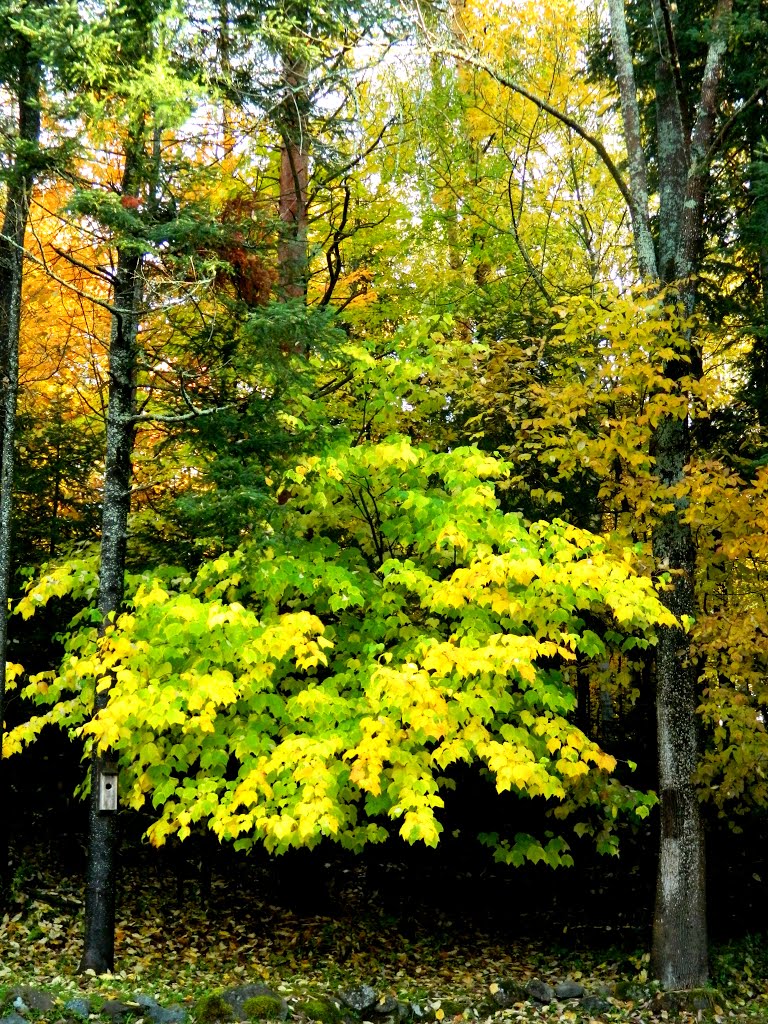 Stiped Maple, our yard, oct 4, 2012