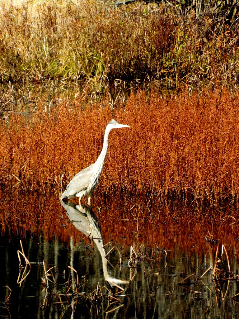 Great Blue Heron, SLHS Pond, oct 23, 2012